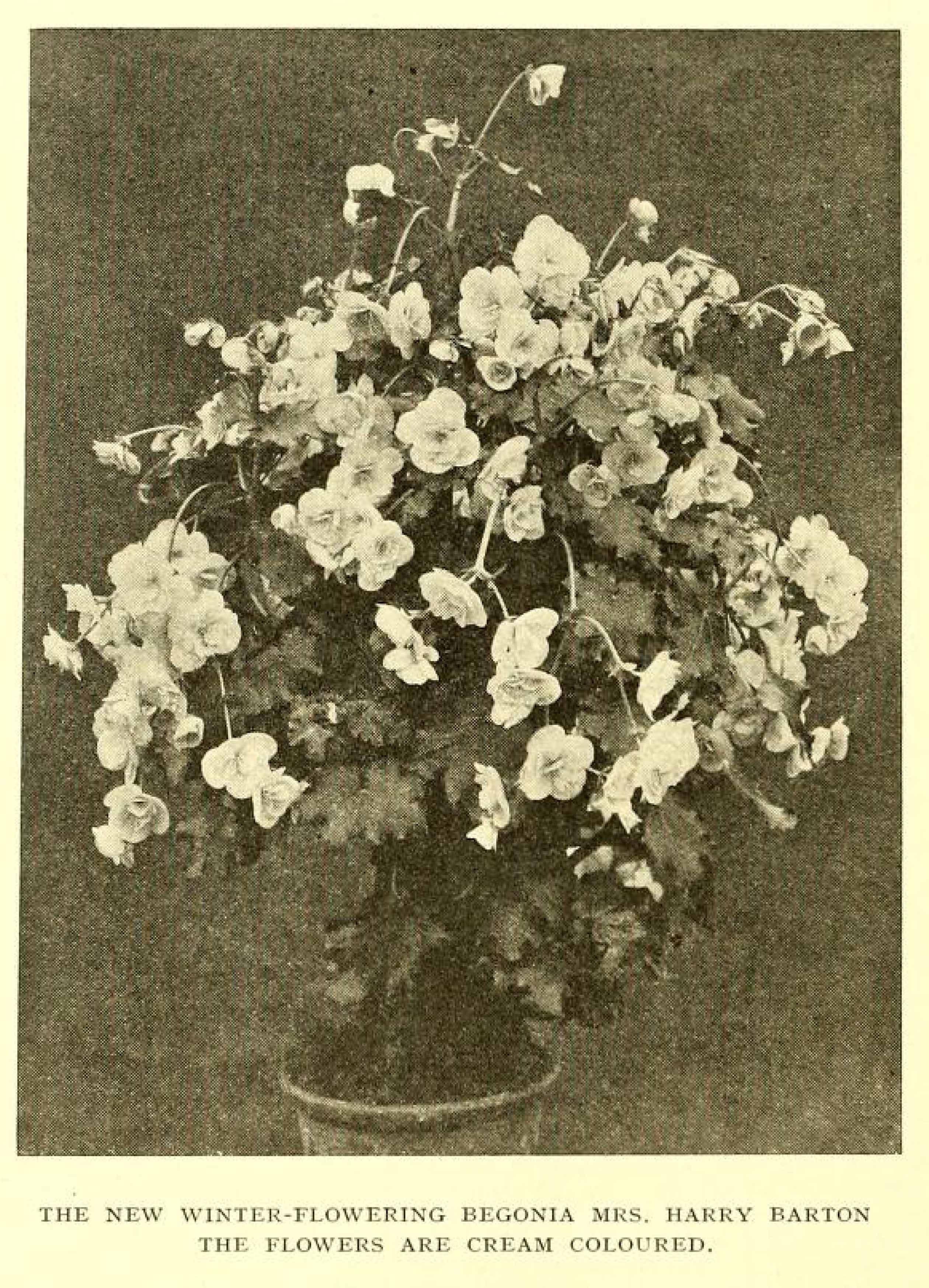 B. ‘Mrs. Harry Barton’